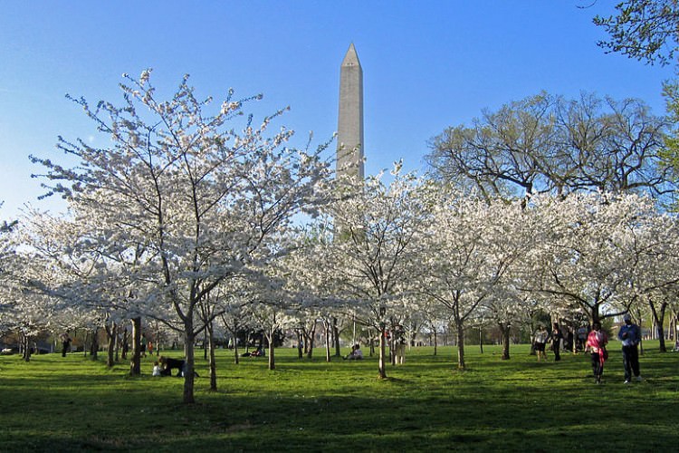 800px-Cherry_Blossoms_and_Washington_Monument